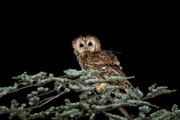 Allocco - Tawny owl (Strix aluco)