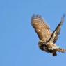 Civetta nana - Pigmy owl (Glaucidium passerinum)