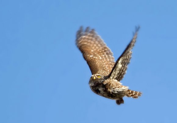 Civetta nana - Pigmy owl (Glaucidium passerinum)