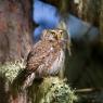 Civetta nana - Pigmy owl (Glaucidium passerinum)