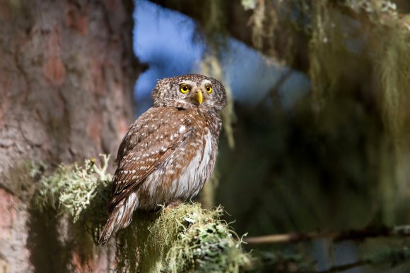 Civetta nana - Pigmy owl (Glaucidium passerinum)