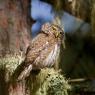 Civetta nana - Pigmy owl (Glaucidium passerinum)