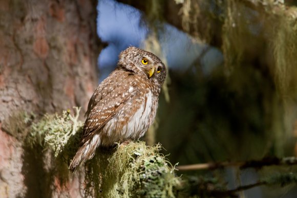 Civetta nana - Pigmy owl (Glaucidium passerinum)