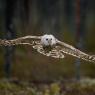 Allocco degli Urali - Ural Owl (Strix uralensis)