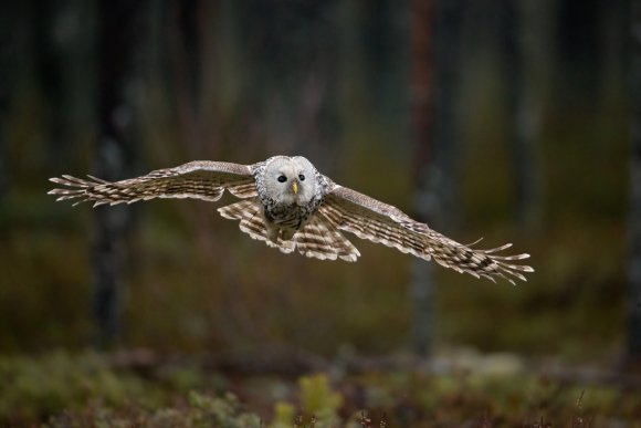 Allocco degli Urali - Ural Owl (Strix uralensis)