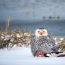 Civetta delle nevi - Snowy owl (Bubo scandiacus)