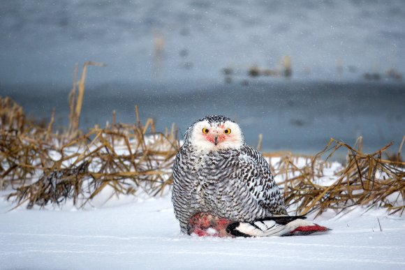 Civetta delle nevi - Snowy owl (Bubo scandiacus)