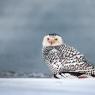 Civetta delle nevi - Snowy owl (Bubo scandiacus)