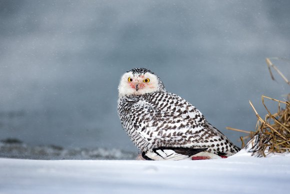 Civetta delle nevi - Snowy owl (Bubo scandiacus)