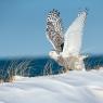 Civetta delle nevi - Snowy owl (Bubo scandiacus)