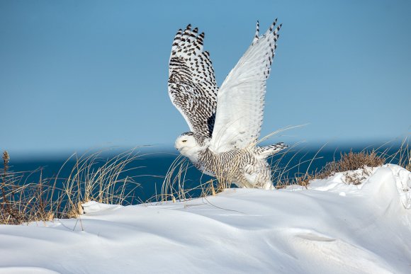 Civetta delle nevi - Snowy owl (Bubo scandiacus)