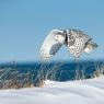 Civetta delle nevi - Snowy owl (Bubo scandiacus)