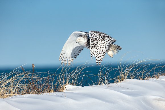 Civetta delle nevi - Snowy owl (Bubo scandiacus)