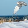 Civetta delle nevi - Snowy owl (Bubo scandiacus)