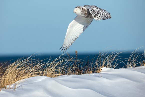 Civetta delle nevi - Snowy owl (Bubo scandiacus)