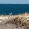 Civetta delle nevi - Snowy owl (Bubo scandiacus)