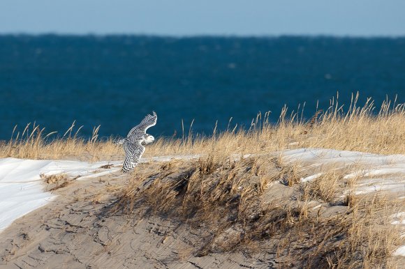 Civetta delle nevi - Snowy owl (Bubo scandiacus)