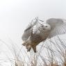 Civetta delle nevi - Snowy owl (Bubo scandiacus)