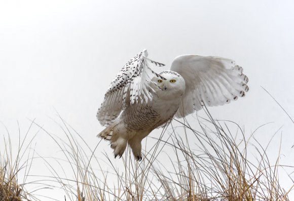 Civetta delle nevi - Snowy owl (Bubo scandiacus)