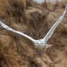 Civetta delle nevi - Snowy owl (Bubo scandiacus)