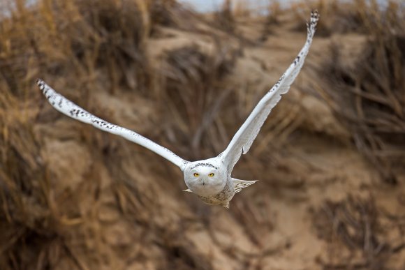 Civetta delle nevi - Snowy owl (Bubo scandiacus)