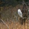 Civetta delle nevi - Snowy owl (Bubo scandiacus)