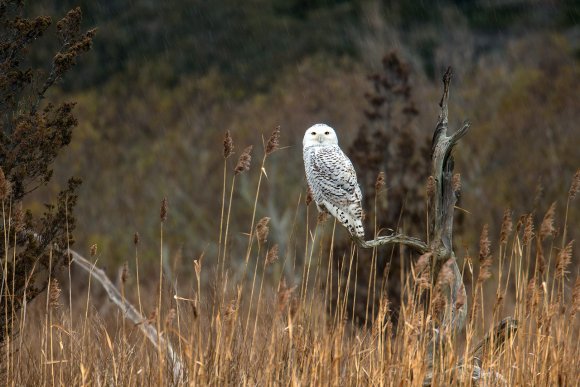 Civetta delle nevi - Snowy owl (Bubo scandiacus)