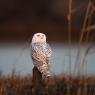 Civetta delle nevi - Snowy owl (Bubo scandiacus)