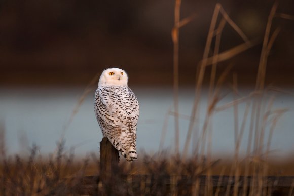 Civetta delle nevi - Snowy owl (Bubo scandiacus)