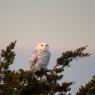 Civetta delle nevi - Snowy owl (Bubo scandiacus)