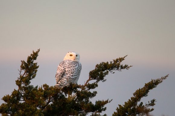 Civetta delle nevi - Snowy owl (Bubo scandiacus)