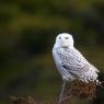 Civetta delle nevi - Snowy owl (Bubo scandiacus)