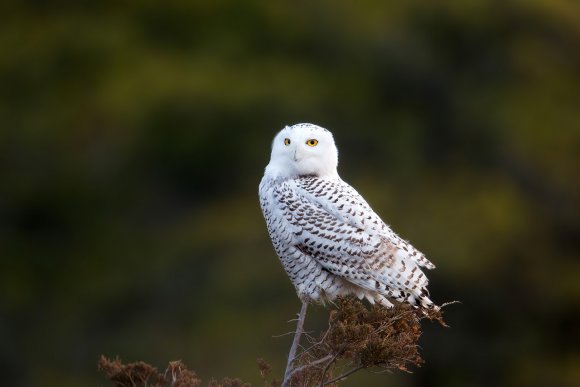 Civetta delle nevi - Snowy owl (Bubo scandiacus)