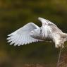 Civetta delle nevi - Snowy owl (Bubo scandiacus)