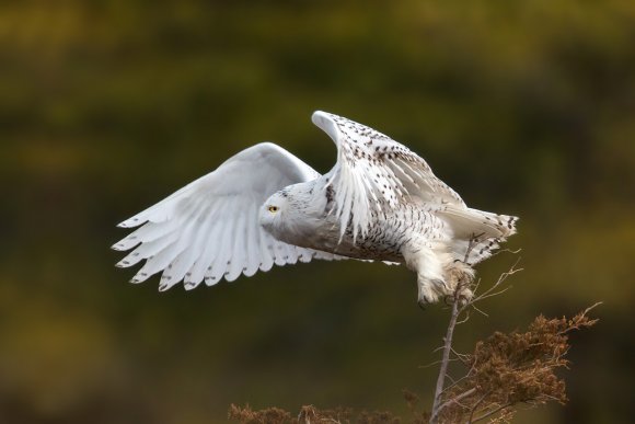 Civetta delle nevi - Snowy owl (Bubo scandiacus)