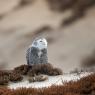 Civetta delle nevi - Snowy owl (Bubo scandiacus)