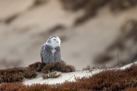 Civetta delle nevi - Snowy owl (Bubo scandiacus)