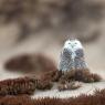 Civetta delle nevi - Snowy owl (Bubo scandiacus)