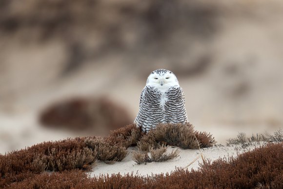 Civetta delle nevi - Snowy owl (Bubo scandiacus)