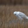 Civetta delle nevi - Snowy owl (Bubo scandiacus)