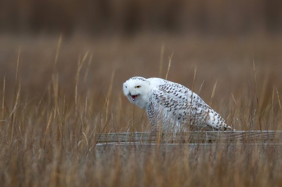 Civetta delle nevi - Snowy owl (Bubo scandiacus)