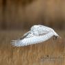 Civetta delle nevi - Snowy owl (Bubo scandiacus)