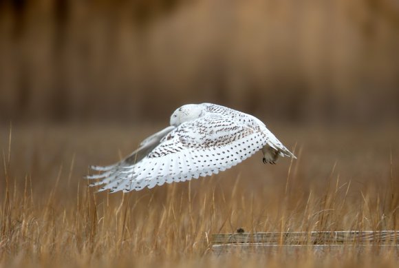 Civetta delle nevi - Snowy owl (Bubo scandiacus)