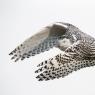 Civetta delle nevi - Snowy owl (Bubo scandiacus)