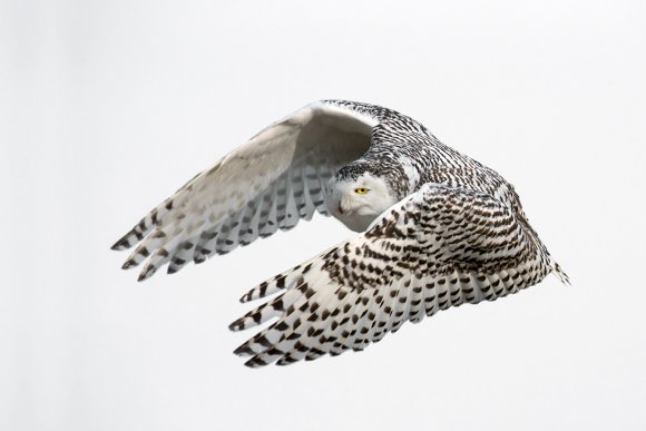 Civetta delle nevi - Snowy owl (Bubo scandiacus)