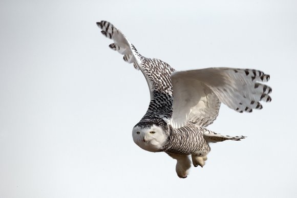 Civetta delle nevi - Snowy owl (Bubo scandiacus)