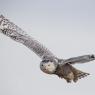 Civetta delle nevi - Snowy owl (Bubo scandiacus)