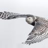 Civetta delle nevi - Snowy owl (Bubo scandiacus)