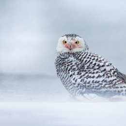 Civetta delle nevi - Snowy owl (Bubo scandiacus)