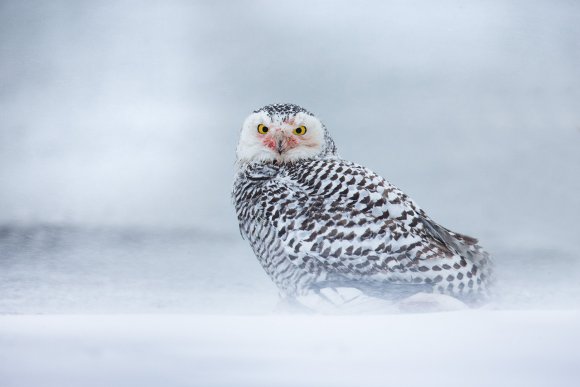 Civetta delle nevi - Snowy owl (Bubo scandiacus)